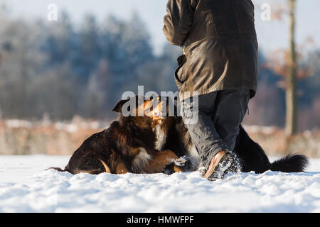 Immagine di un uomo con tre pastori australiani nella neve Foto Stock