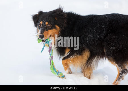 Pastore australiano cane con un giocattolo in snout giocare nella neve Foto Stock