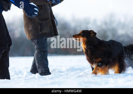 Le persone che giocano con il pastore australiano cani nella neve Foto Stock