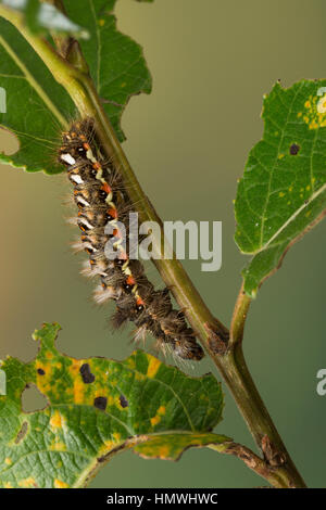 Ampfer-Rindeneule, Ampferrindeneule, Ampfereule, Raupe frisst un Weide, Acronicta rumicis, Viminia rumicis, Acronycta salicis, nodo erba, erba di nodo Foto Stock