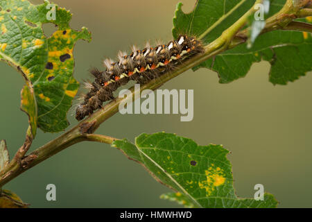 Ampfer-Rindeneule, Ampferrindeneule, Ampfereule, Raupe frisst un Weide, Acronicta rumicis, Viminia rumicis, Acronycta salicis, nodo erba, erba di nodo Foto Stock