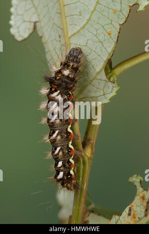 Ampfer-Rindeneule, Ampferrindeneule, Ampfereule, Raupe frisst un Weide, Acronicta rumicis, Viminia rumicis, Acronycta salicis, nodo erba, erba di nodo Foto Stock