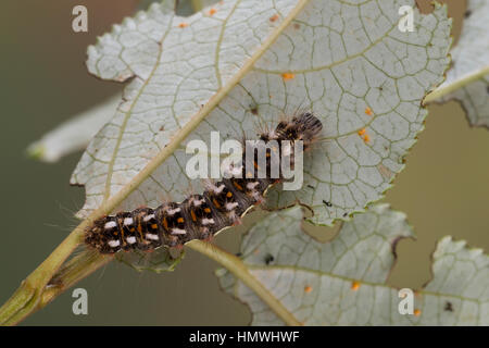 Ampfer-Rindeneule, Ampferrindeneule, Ampfereule, Raupe frisst un Weide, Acronicta rumicis, Viminia rumicis, Acronycta salicis, nodo erba, erba di nodo Foto Stock