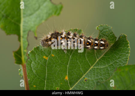 Ampfer-Rindeneule, Ampferrindeneule, Ampfereule, Raupe frisst un Weide, Acronicta rumicis, Viminia rumicis, Acronycta salicis, nodo erba, erba di nodo Foto Stock