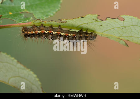 Ampfer-Rindeneule, Ampferrindeneule, Ampfereule, Raupe frisst un Weide, Acronicta rumicis, Viminia rumicis, Acronycta salicis, nodo erba, erba di nodo Foto Stock