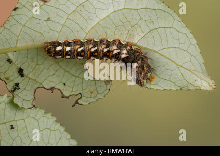 Ampfer-Rindeneule, Ampferrindeneule, Ampfereule, Raupe frisst un Weide, Acronicta rumicis, Viminia rumicis, Acronycta salicis, nodo erba, erba di nodo Foto Stock