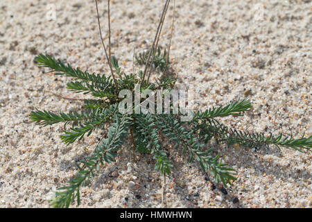 Lein Ausdauernder, Stauden-Lein, Blatt, Blätter, Linum perenne, Adenolinum perenne, Linum sibiricum, perenne, lino blu lino, pelucchi le lin vivace Foto Stock