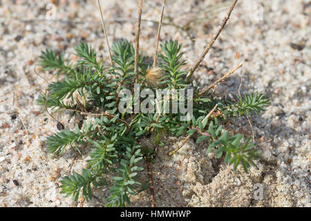 Lein Ausdauernder, Stauden-Lein, Blatt, Blätter, Linum perenne, Adenolinum perenne, Linum sibiricum, perenne, lino blu lino, pelucchi le lin vivace Foto Stock