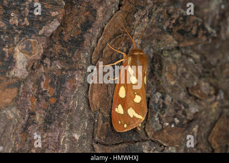 Hofdame, Hyphoraia aulica, Marrone Tiger Moth, nobile Tiger, Ecaille nobile, Petite Ecaille brune, Bärenspinner,, Arctiidae Arctiinae, erebid falene, erebi Foto Stock