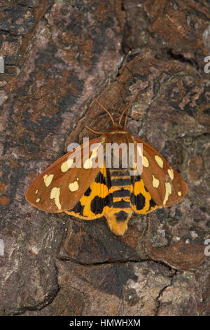 Hofdame, Hyphoraia aulica, Marrone Tiger Moth, nobile Tiger, Ecaille nobile, Petite Ecaille brune, Bärenspinner,, Arctiidae Arctiinae, erebid falene, erebi Foto Stock