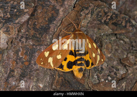 Hofdame, Hyphoraia aulica, Marrone Tiger Moth, nobile Tiger, Ecaille nobile, Petite Ecaille brune, Bärenspinner,, Arctiidae Arctiinae, erebid falene, erebi Foto Stock