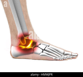 Il dolore della caviglia pregiudizio - Anatomia maschio - Studio foto isolato su bianco Foto Stock