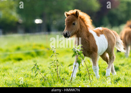 Carino shetland puledro / puledra camminando attraverso il prato, esplorare il mondo durante la primavera. Foto Stock