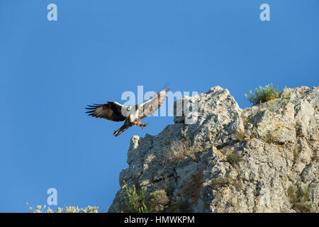 L'aquila del Bonelli Aquila fasciata, maschio adulto, portano il cibo in volo contro il cielo blu, vicino Béziers, Hérault, Francia in giugno. Foto Stock