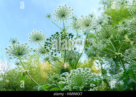 Giant hogweed Foto Stock