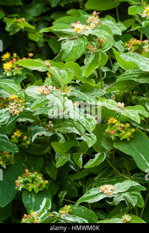 Hypericum androsaemum 'Gladys Brabazon"; dolce-gialla 'Gladys Brabazon'. Foto Stock