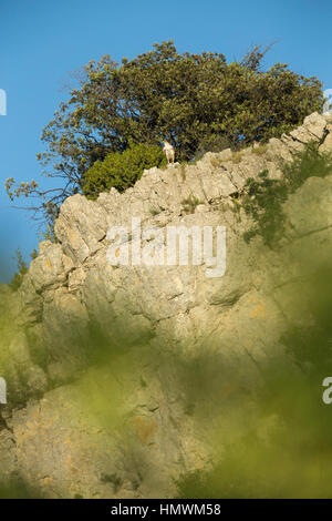 L'aquila del Bonelli Aquila fasciata, maschio adulto, arroccato sulla scogliera, vicino Béziers, Hérault, Francia in giugno. Foto Stock