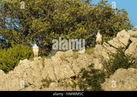 L'aquila del Bonelli Aquila fasciata, adulto maschile e femminile, arroccato sulla scogliera, vicino Béziers, Hérault, Francia in giugno. Foto Stock