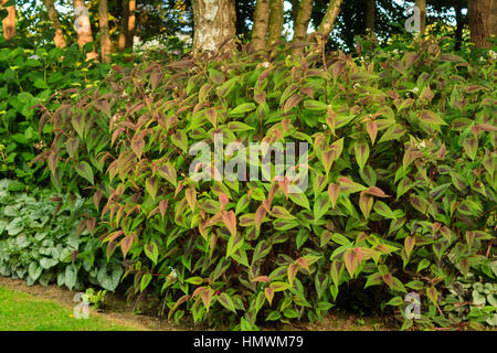 Knotweeds "drago rosso", Polygonum microcephalum "drago rosso" (=Persicaria microcephala "drago rosso"). Jardins du Pays d'Auge, Normandia, Francia. Foto Stock