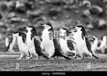 Pinguini Chinstrap Pygoscelis Antartide, adulti, marciando su sabbia vulcanica, Testa Baily, isola Deception in gennaio. Foto Stock