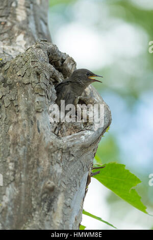 Comune di starling Sturnus vulgaris, adulti & pulcino, in London Plane Tree, Lagrasse, Francia nel mese di maggio. Foto Stock