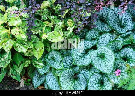 Brunnera macrophylla 'Jack Frost", Persicaria virginiana "pittori Tavolozza', geranio, Berberis thunbergii Atropurpurea "". Giardini du Pays d'Auge, Fr Foto Stock