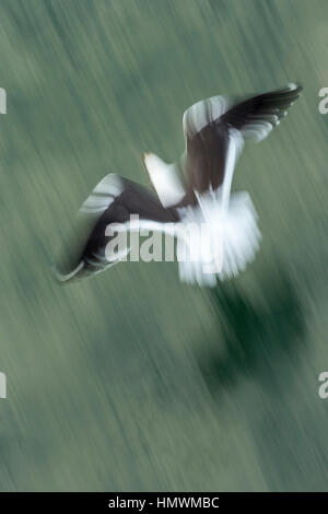 Kelp gull Larus dominicanus, adulto, in volo sfocate su acqua, il Canale di Beagle, Ushuaia, Argentina nel gennaio del. Foto Stock