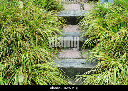 Acorus gramineus 'Ogon' e scale nei giardini del Pays d'Auge, Normandia, Francia. Foto Stock