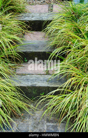 Acorus gramineus 'Ogon' e scale nei giardini del Pays d'Auge, Normandia, Francia. Foto Stock