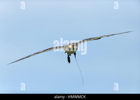 Lanner falcon Falco biarmicus (prigioniero), maschio, battenti sulla testata, Hawk Conservancy Trust, Hampshire, Regno Unito nel mese di maggio. Foto Stock