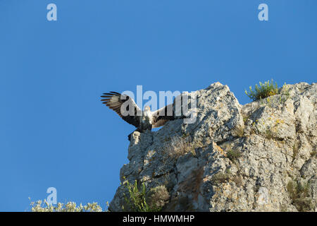 L'aquila del Bonelli Aquila fasciata, maschio adulto, sbarco sulla scogliera contro il cielo blu, vicino Béziers, Hérault, Francia in giugno. Foto Stock