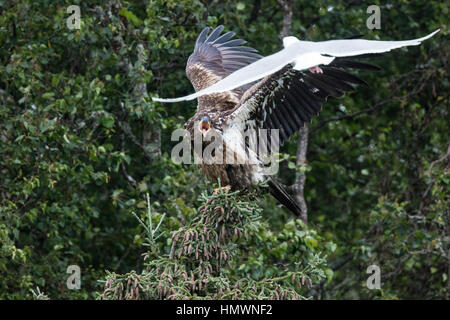 Aquile calve e pesca battenti presso Brooks Falls Alaska. Il novellame di aquile calve Foto Stock