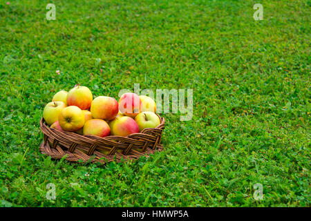 Mele mature sul piatto di legno Foto Stock