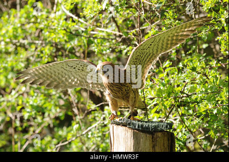 Un gheppio di proprietà di Chris tappatrice di Royston, Barnsley, South Yorkshire, Regno Unito. Foto Stock