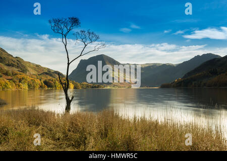 Il Lone Tree a Buttermere, Lake District inglese Foto Stock