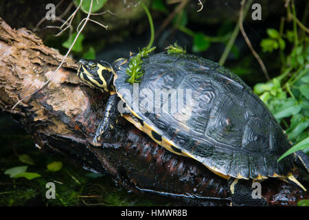 Un ventre giallo cursore terrapin a Pili Palas, Anglesey, Galles del Nord Foto Stock