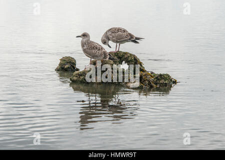 Due giovani gabbiani su una roccia nel mare Foto Stock