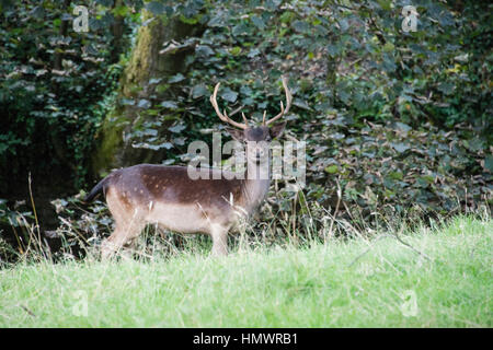 Un daino in piedi sul bordo di una foresta Foto Stock