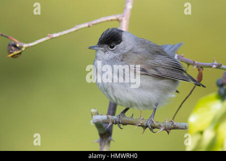 Eurasian Capinera (Sylvia atricapilla), maschio adulto appollaiato su un ramo Foto Stock