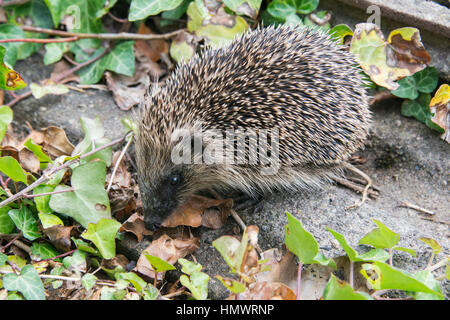 Un giovane riccio in cerca di cibo intorno a un giardino in Inghilterra Foto Stock