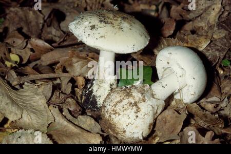Fool's fungo, angelo distruttore o fungo fool (Amanita verna), Amanitaceae. Foto Stock