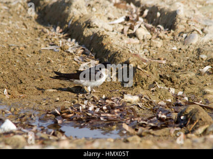 Casa comune Martin (Delichon urbicum), talvolta chiamato la Casa del Nord Martin o, in particolare in Europa, appena House Martin Foto Stock