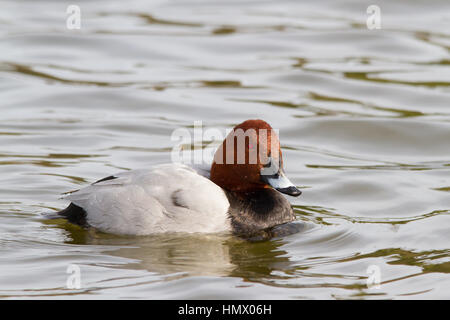 Pochard comune (Aythya ferina) nuoto Foto Stock