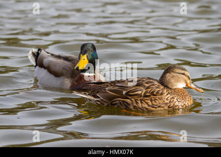 Il Germano Reale o anatra selvatica (Anas platyrhynchos) Foto Stock