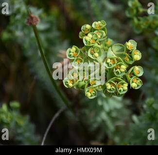 Euphorbia helioscopia - un impianto di euforbia anche noto come Sun Euforbia Milkweed ombrello verruca Euforbia Madwoman e il latte. Fiori di euforbia (Euphorbia Amygdaloi Foto Stock