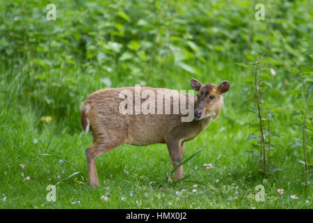 Reeves è muntjac (muntiacus reevesi) noto anche come muntjac deer nel Regno Unito Foto Stock