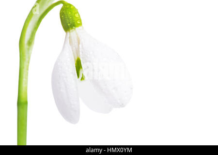 Fiore bianco molla snowdrop close-up, isolato su uno sfondo bianco. Foto Stock