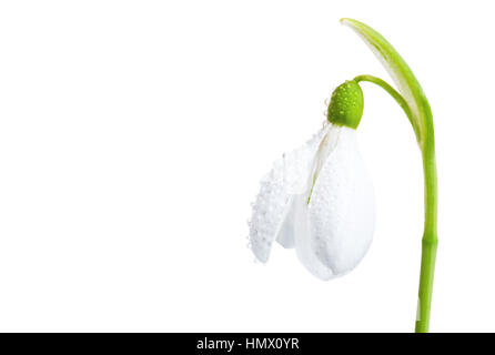 Fiore bianco molla snowdrop close-up, isolato su uno sfondo bianco. Foto Stock