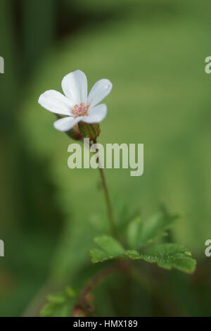 Geranium robertianum forma bianca (Herb Robert) Foto Stock