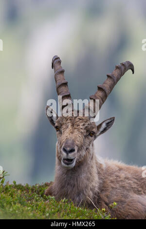 Ritratto di un Capricorno ibex in ambiente naturale Foto Stock